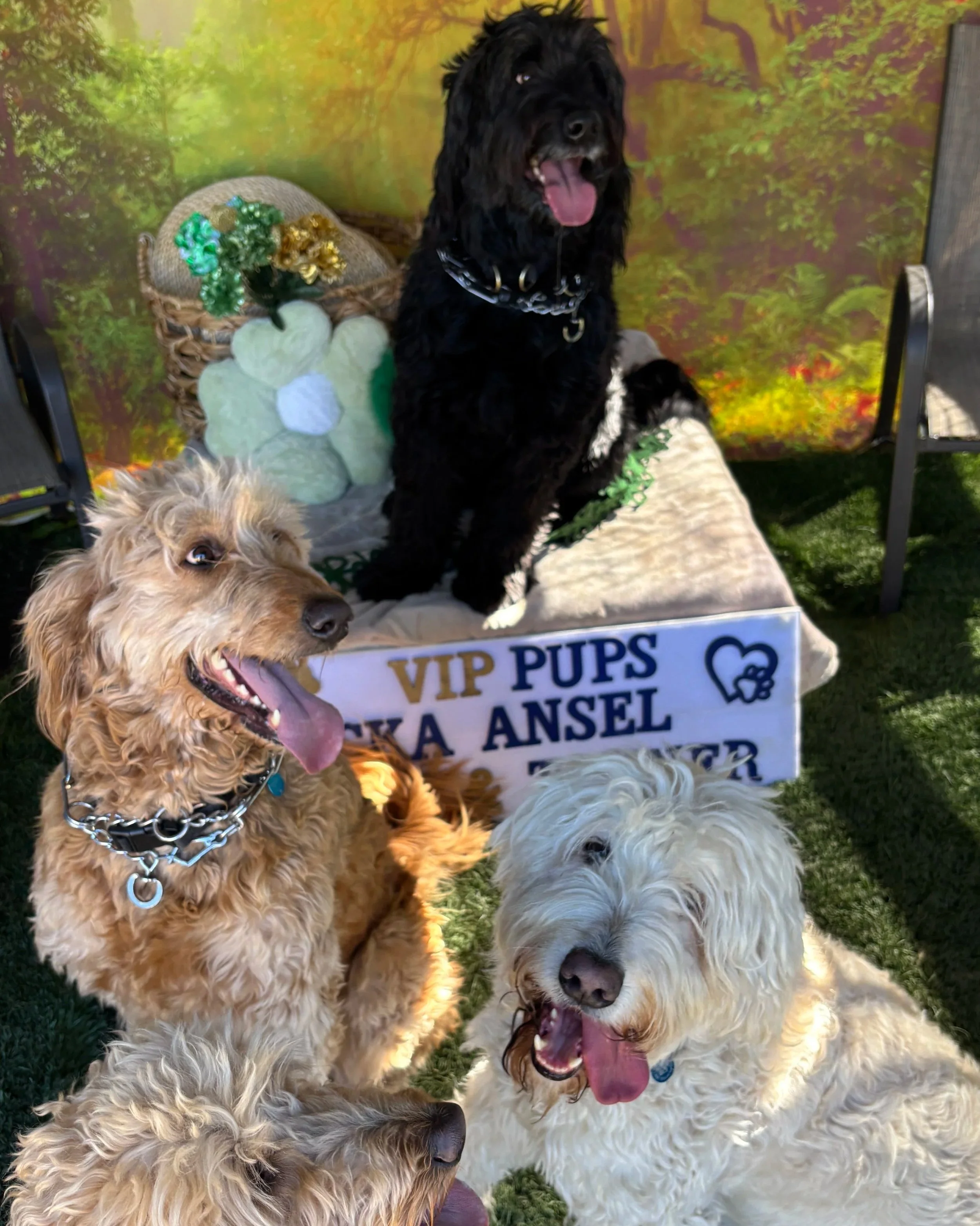 Four dogs sitting and lying on green grass in front of a colorful background. One black dog in the background sitting on a raised platform, and three light-colored dogs in the foreground with their tongues out. There is a sign that reads 'VIP PUPS' with additional text partially visible.