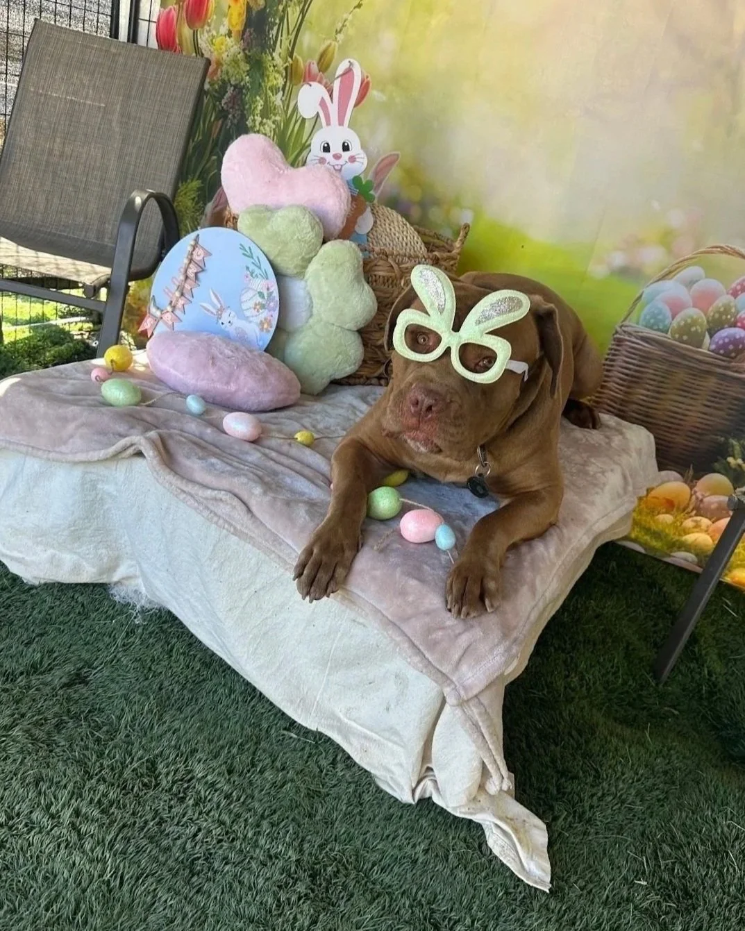 A brown dog wearing bunny-shaped glasses, lying on a table with pastel-colored Easter eggs scattered around. The background features a spring-themed display with plush bunnies, flowers, and Easter decorations.