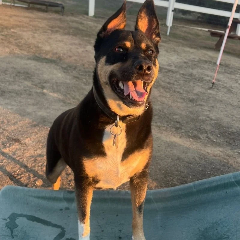 A happy black and tan dog with pointy ears standing outdoors.