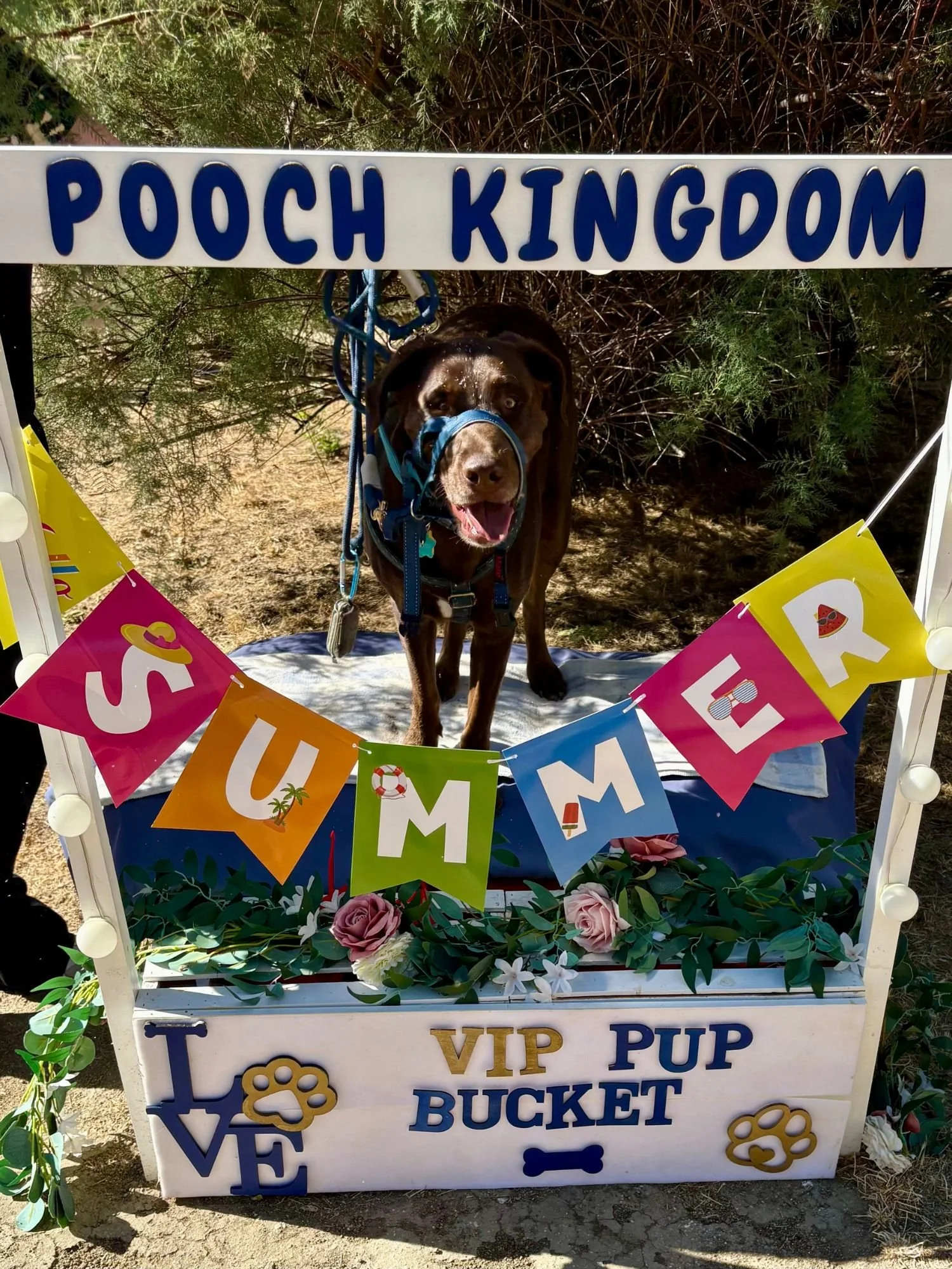 Brown-lab-photo-booth-pooch-kingdom.jpg.jpg