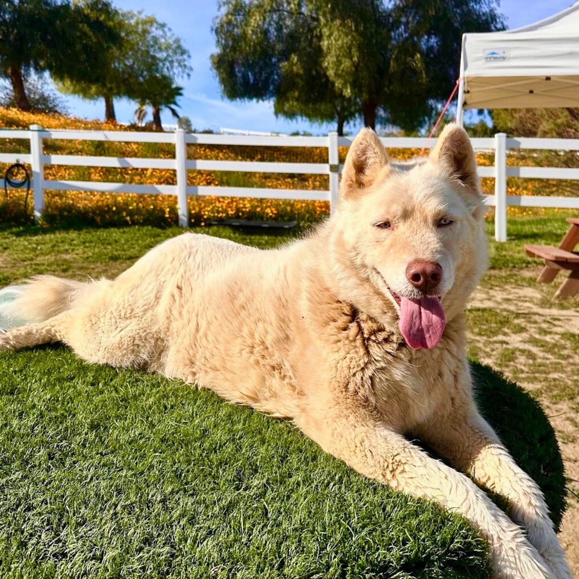 A happy cream-colored dog lying on green grass outdoors under a clear blue sky with trees and a white fence in the background.
