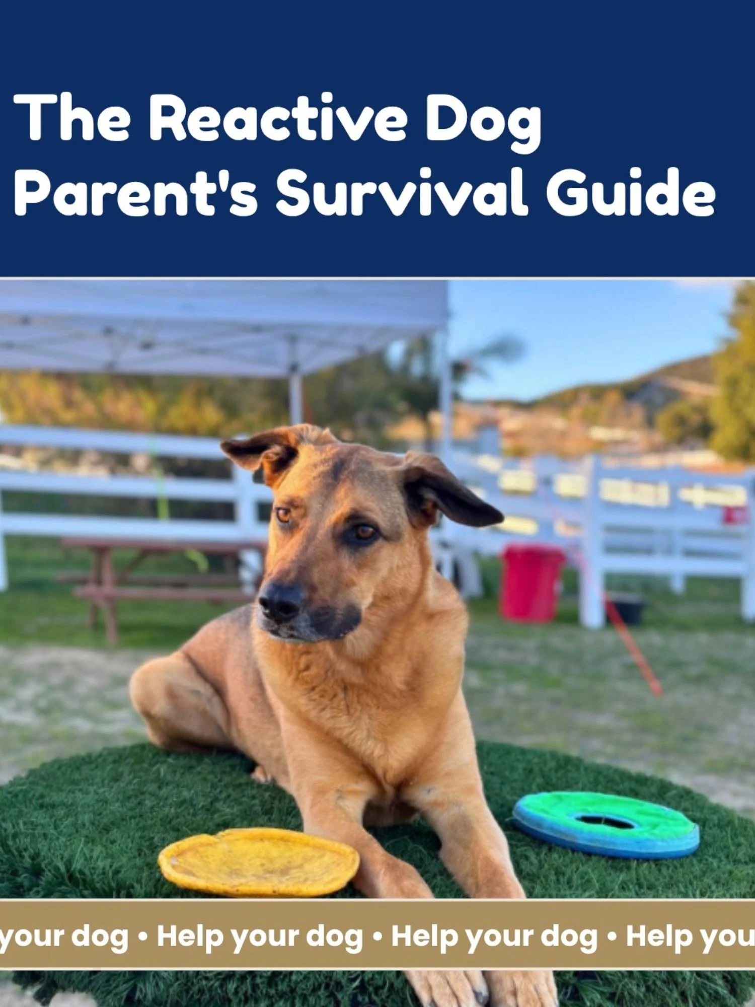 The Reactive Dog Parent's Survival Guide