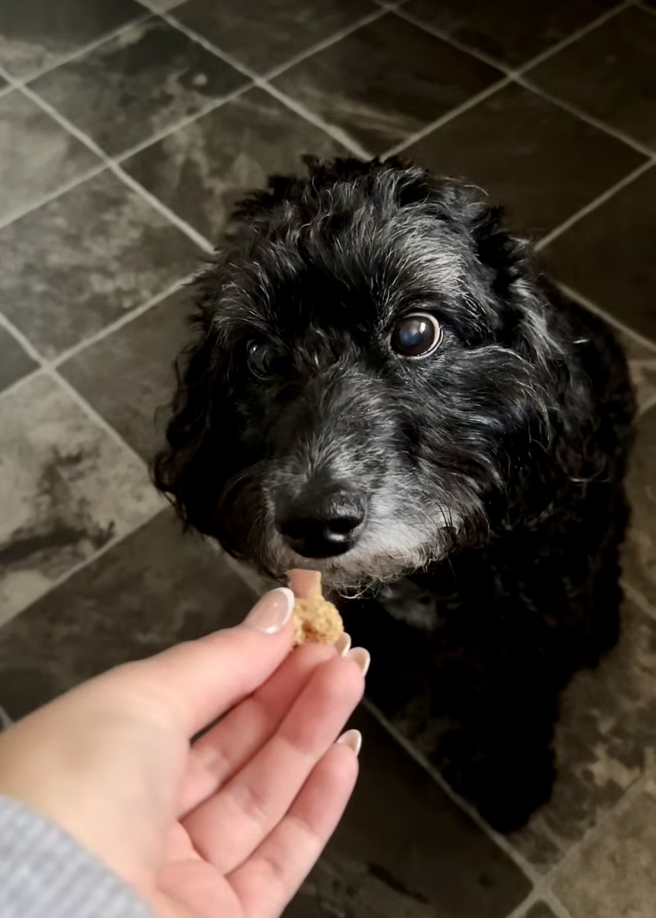 Image-Poppy-Treat.jpg