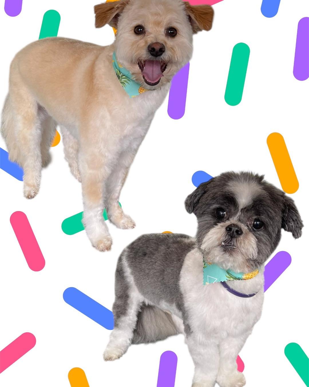 Here&rsquo;s your weekly dose of cuteness 🐾 We&rsquo;re so lucky to pamper such sweet pups and kitties. Thanks for letting us be part of your pet&rsquo;s care routine!

#WeeklyRoundup #PetGroomingPhotos #StorybrookePets