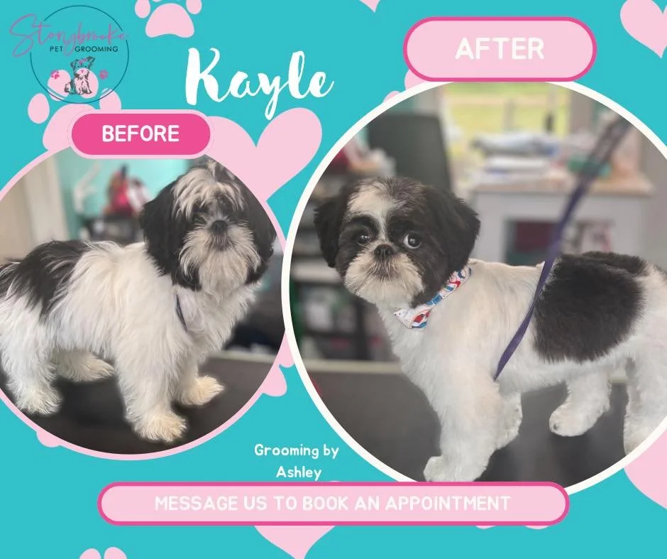 Transformation time ✨

From scruffy to squeaky clean&mdash;these pups are rocking their glow-ups.

#DogGlowUp #BeforeAndAfterGroom #StorybrookePetGrooming