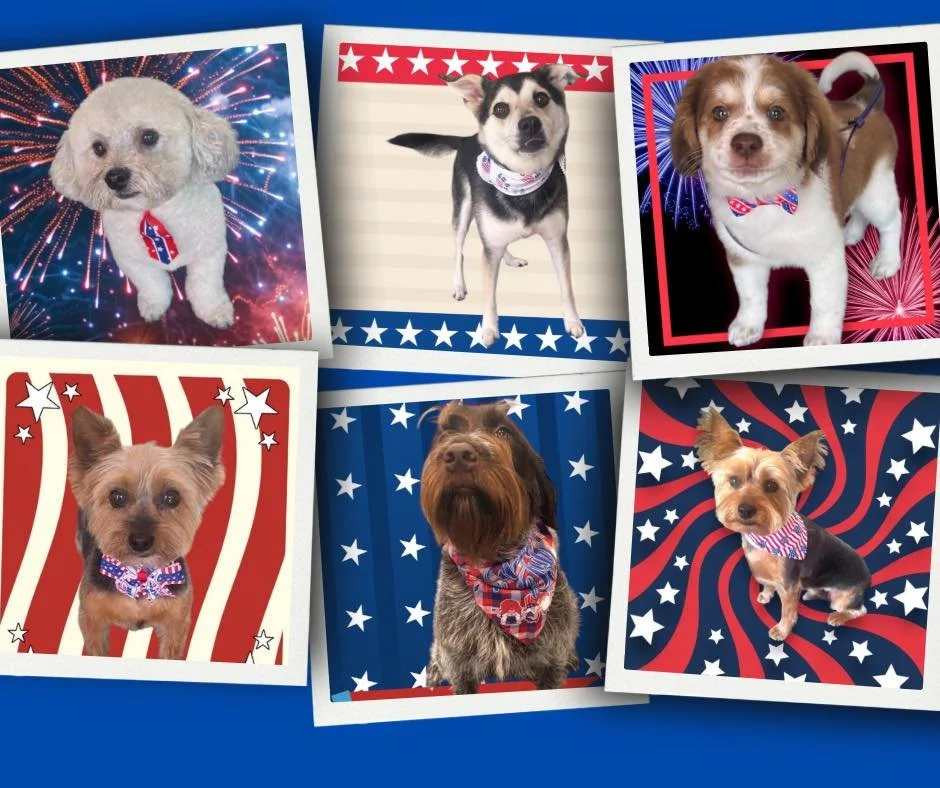 🎇 Happy 4th of July from Storybrooke! 🇺🇸 As you celebrate, here are 4 tips to keep your pup calm and safe during fireworks:

&bull; Get walks in early
&bull; Create a quiet, comfy space
&bull; Try calming aids or wraps
&bull; Double check ID tags 