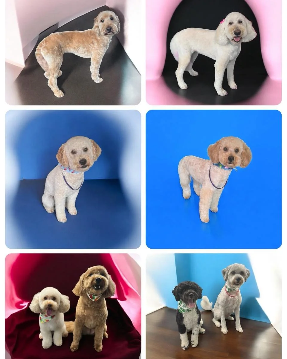 Let&rsquo;s talk doodles! ✂️🐶

Doodle and poodle coats are beautiful&mdash;but they&rsquo;re also high-maintenance and  time-intensive. 
Here&rsquo;s why their grooms cost more:

&bull; Thick, curly coats take longer to dry and brush
&bull; Matting 