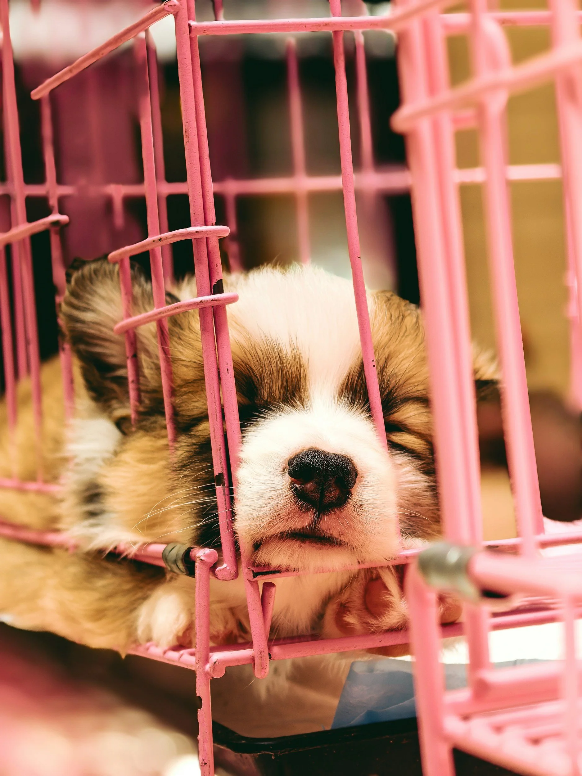 Why Cage-Free Grooming Makes All the Difference