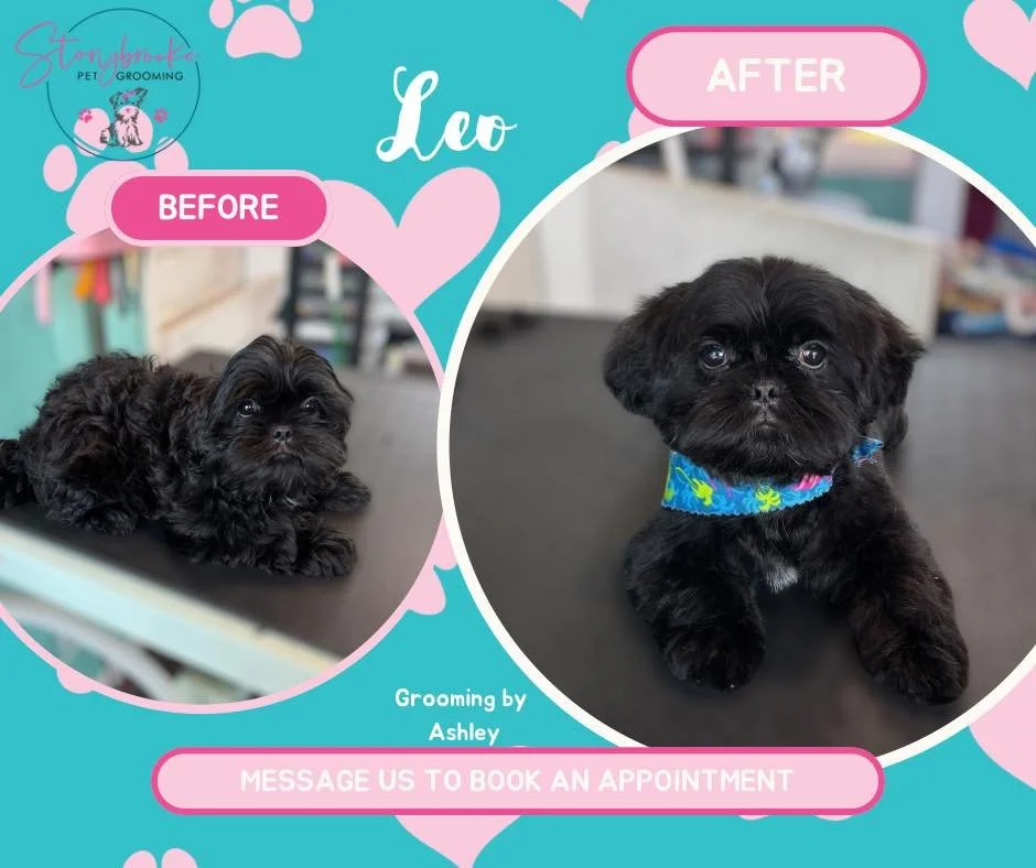 From shaggy to snazzy 🛁✂️

Here are a couple of recent transformations that gave us all the heart eyes. 💕Done with love and lots of gentle care in our cozy home salon in Otsego.

#DogGroomingBeforeAndAfter #StorybrookePetGrooming #GroomingGlowUp #C