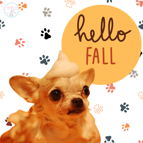 Why Fall Grooming Matters for Your Dog