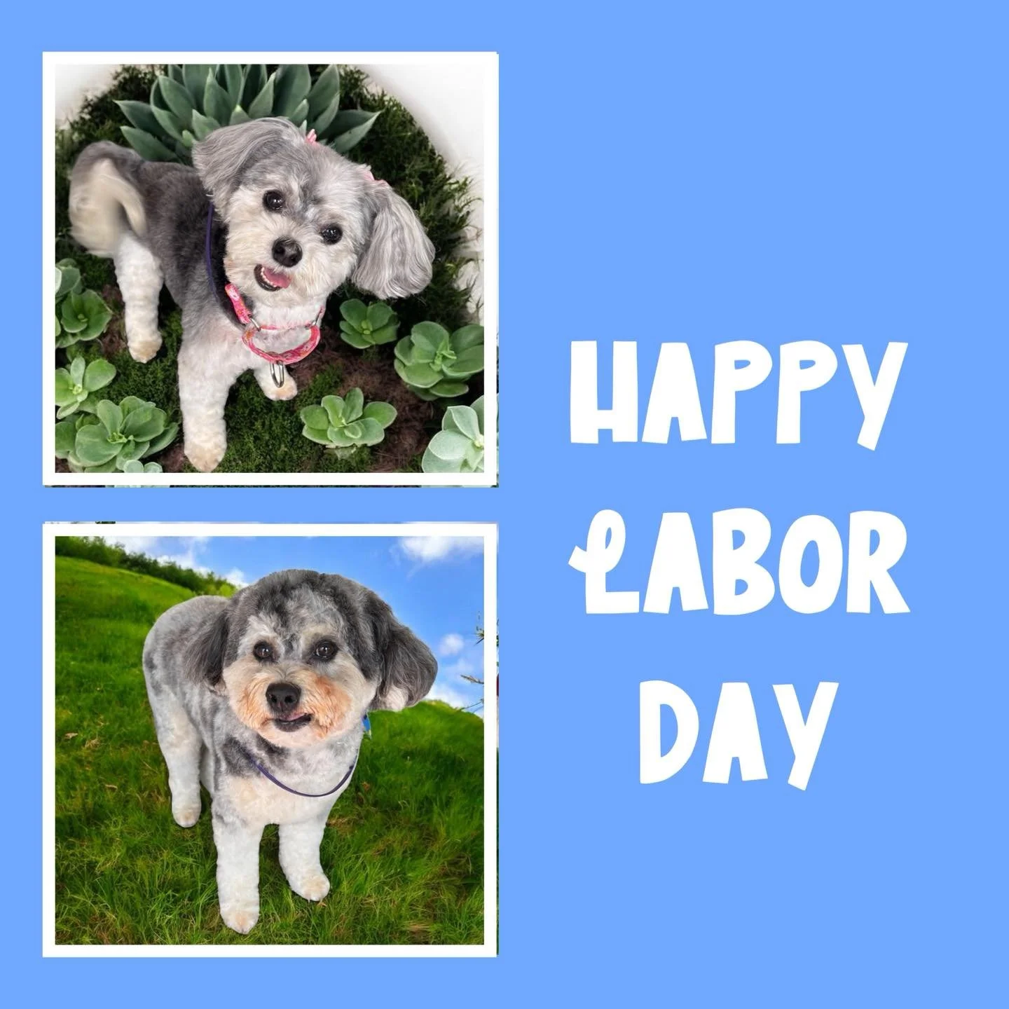 Wishing you a safe, happy, and well-deserved Labor Day from our little home salon here in Otsego. 💛

We&rsquo;re so grateful for the trust you place in us to care for your pups&mdash;whether it&rsquo;s a quick tidy-up or a full groom, it&rsquo;s tru