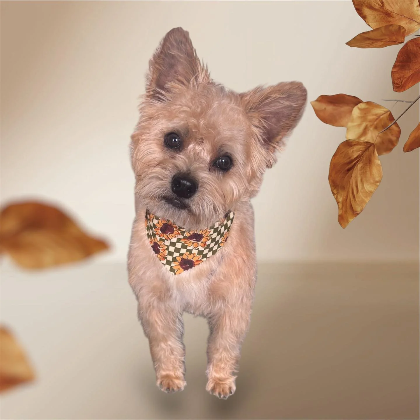 🍂Nothing says Fall like florals 🌻 and football 🏈