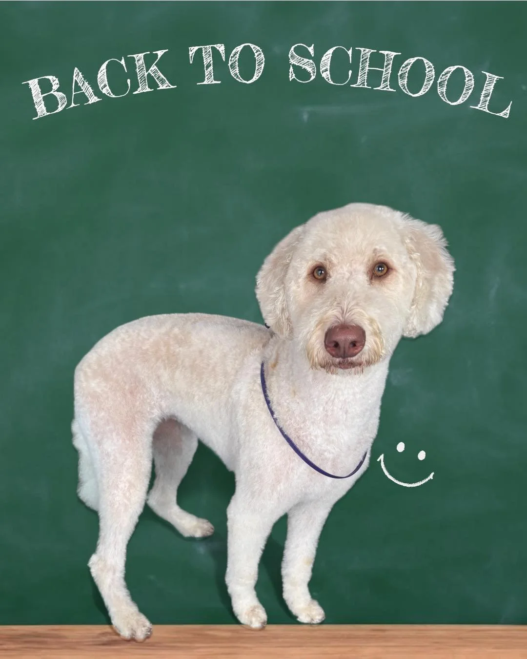 Kids aren&rsquo;t the only ones adjusting to a new routine&mdash;your dog needs consistency too!

Regular grooming helps:

✔️ Maintain coat health
✔️ Reduce shedding indoors
✔️ Keep your dog feeling fresh &amp; happy

Now&rsquo;s the perfect time to 