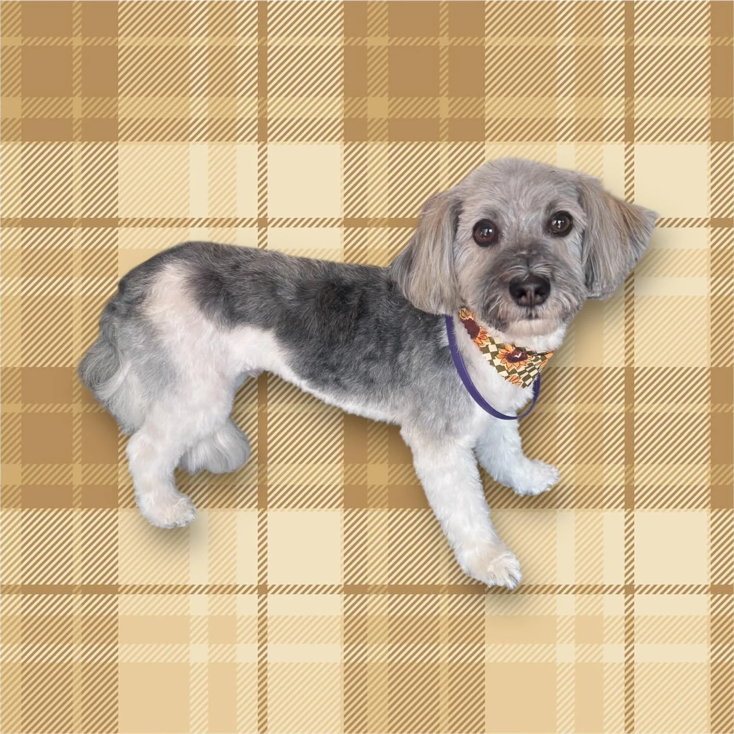 We&rsquo;ve had some seriously cute visitors lately&mdash;and we just had to share. 🥹💛

From tiny floofs to scruffy seniors, we&rsquo;re so lucky to spend our days caring for your pets one-on-one.

Thank you for trusting us with your pups!

📍 Loca