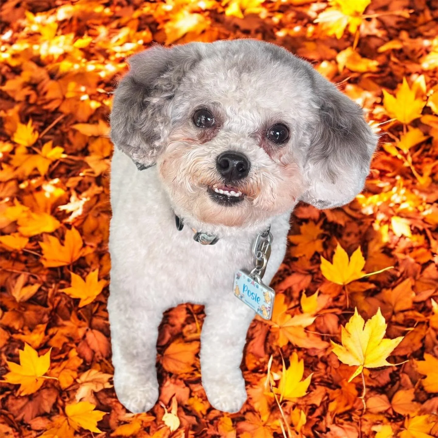 &ldquo;Posie always looks so cute after her grooming! We are very happy with Storybrooke Pet Grooming.&rdquo; &ndash; Lynette

We love having Posie in the salon and are so grateful for clients like Lynette who trust us with their pets. Testimonials l