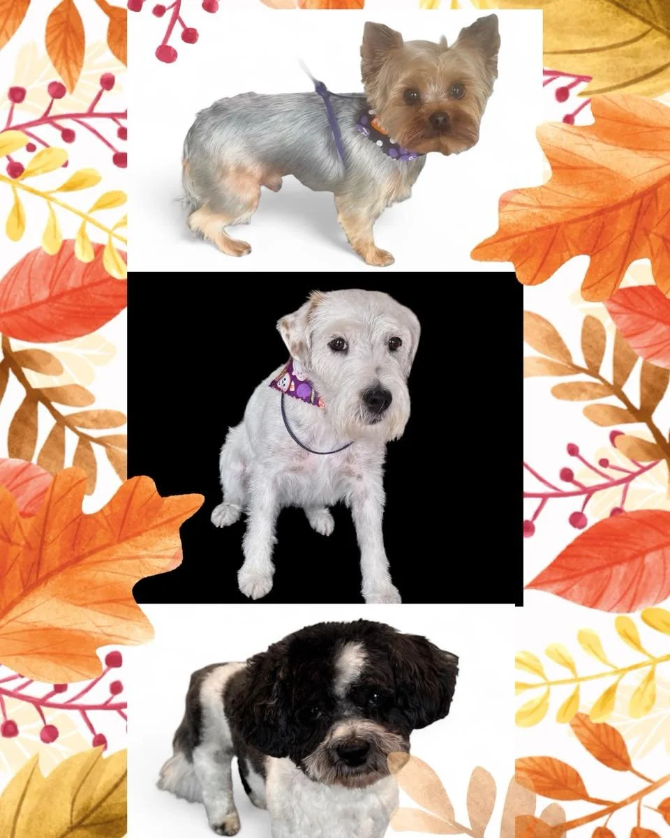 Fall is officially here, and so are the cozy pups! 🍂

These cuties are freshly groomed and fully ready for sweater weather, crunchy leaves, and snuggle season.

Need to book your pet&rsquo;s fall clean-up? Our October calendar is almost full&mdash;s