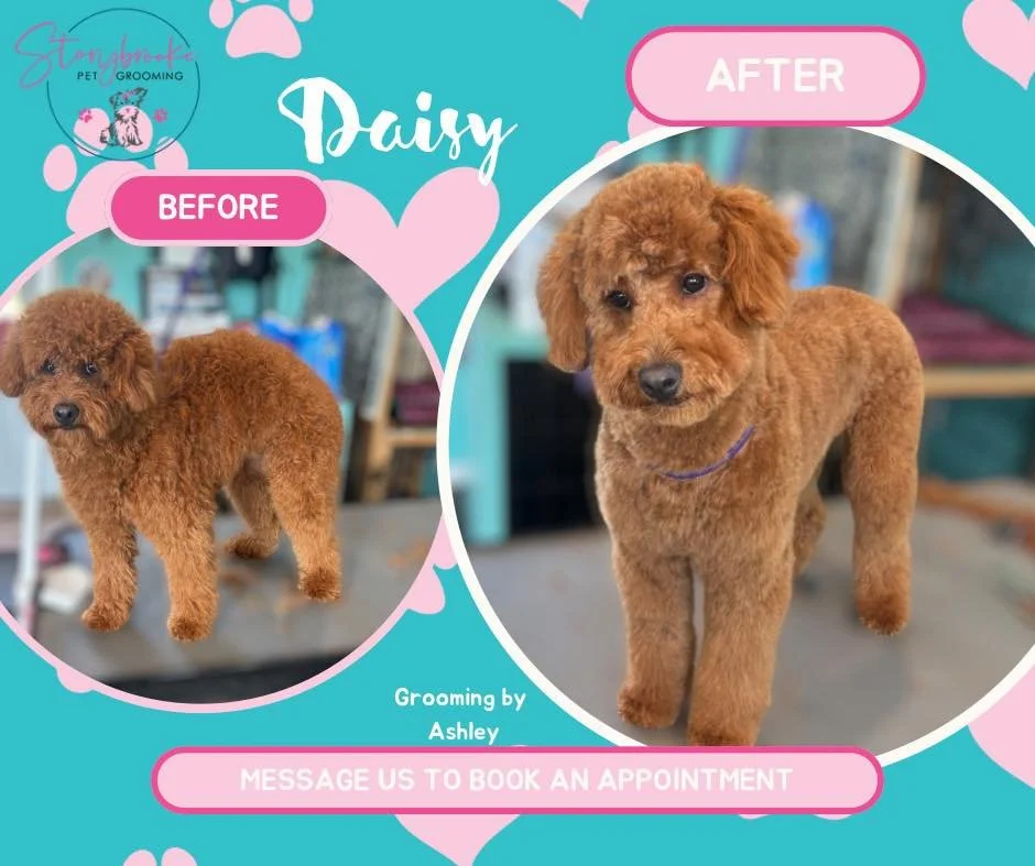 We love a good transformation! 🍁

From shaggy to sleek, these pups are giving fall fresh energy. A little grooming goes a long way especially during shedding season.

📍 One-on-one grooming in Otsego, MI

#GroomingTransformation #BeforeAndAfter #Fal