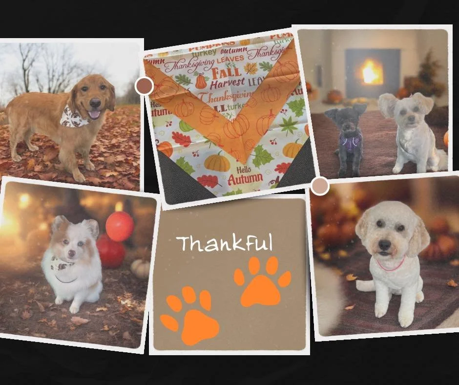 Let&rsquo;s have a little fun, what would your dog be most thankful for this year?

Sneaky turkey bites?

Warm baths at the salon?

You?

Drop your pup&rsquo;s &ldquo;grateful list&rdquo; in the comments, we&rsquo;d love to hear it! 💛

#DogThanksgiv