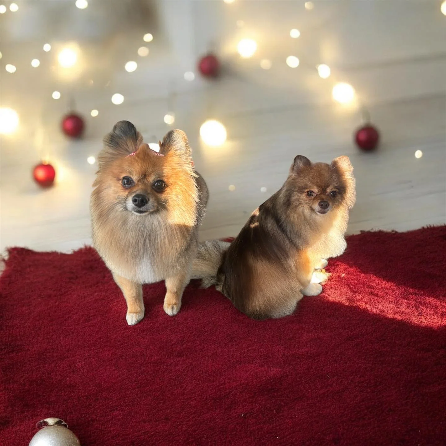 We love seeing your pups all groomed and festive! 🎁

If your dog got a holiday glow-up at our salon this month, drop a photo in the comments&mdash;we&rsquo;d love to show them off!

✨ Let&rsquo;s end the year with a few of our favorite faces.

#Groo