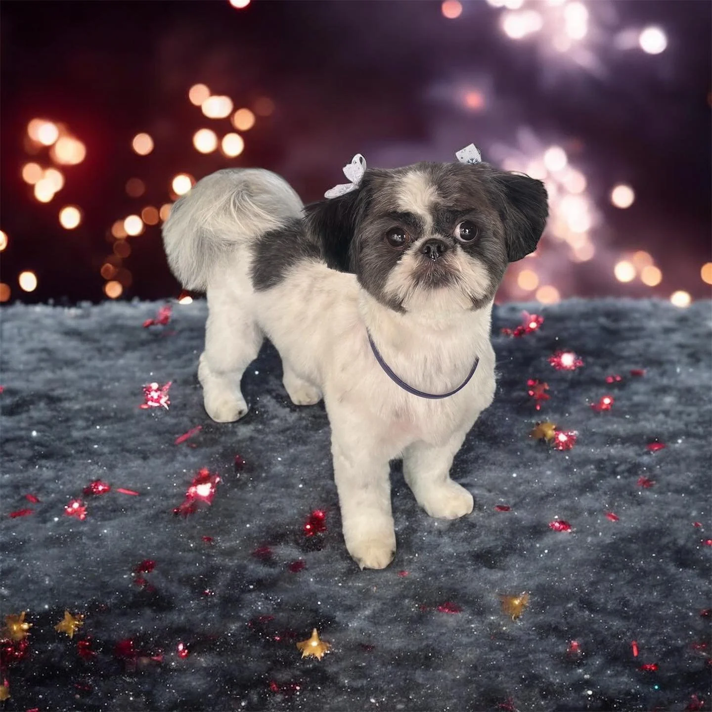 The salon is back in full swing after a nice holiday break. 🎉 Here are a few of the first sweet faces to visit in 2026. 🎊💕