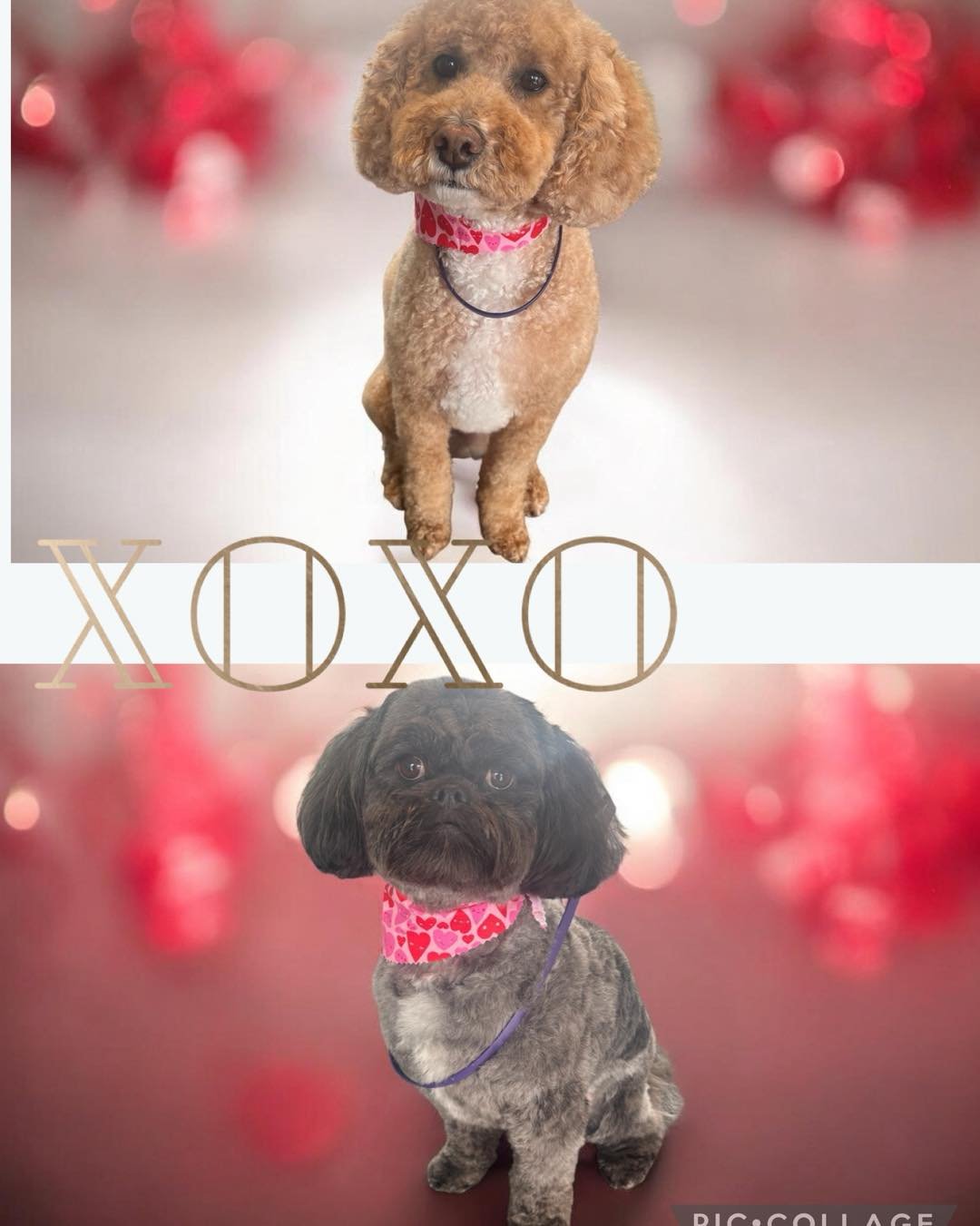 Love is in the air and on our grooming tables! 💕

February is all about extra snuggles and spa vibes, and our salon is fully in the spirit.

We&rsquo;re pampering our regulars with:

✔️ Smoothing out dry winter coats
✔️ Removing excess shed before s