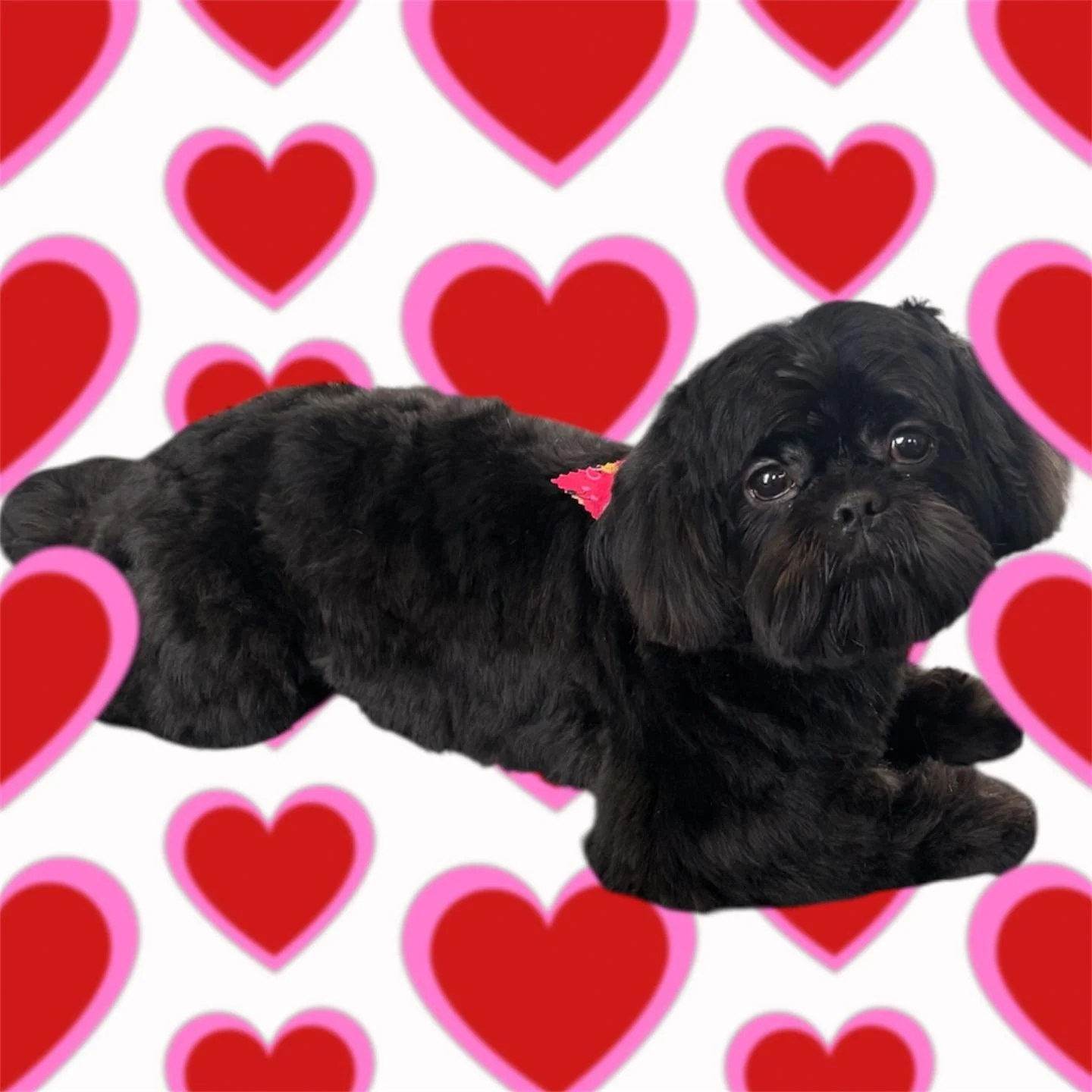 There&rsquo;s nothing like that fresh from the salon glow! 🛁✂️

We love seeing your pups feeling their best after their grooming sessions. Here&rsquo;s a few recent favorites from our home salon in Otsego! 💛

Want your dog featured? Just reply to y