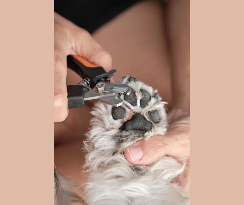 Nail trims are one of the most important (and often forgotten) parts of dog care.

Overgrown nails can cause posture issues, discomfort, and even joint strain over time.

We recommend nail trims every 3&ndash;5 weeks to keep paws healthy and comfy.

