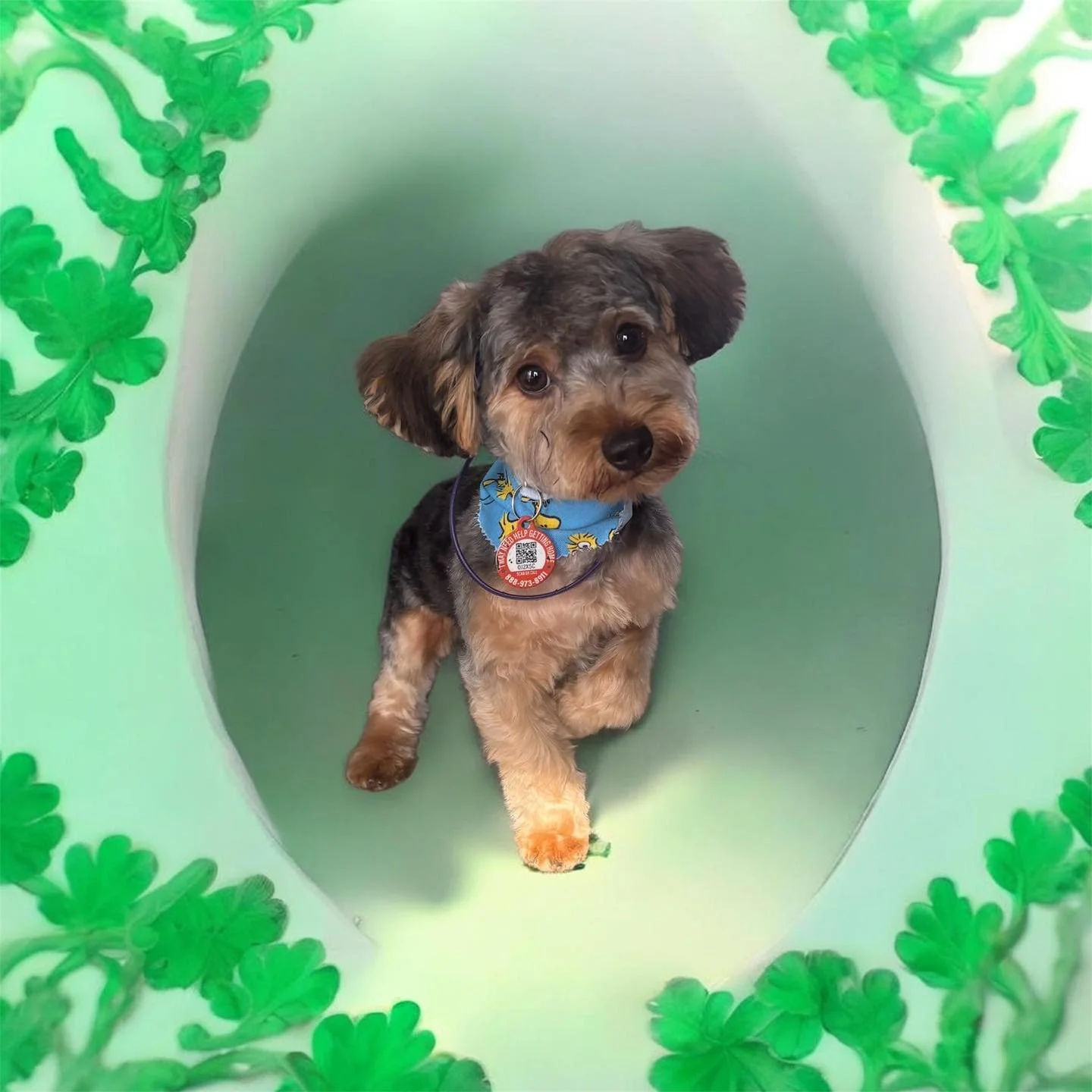 If you&rsquo;ve tried to schedule an appointment recently, you&rsquo;ve probably noticed that the salon is staying very busy. 🙃 So I&rsquo;ve been slacking on my pictures and posting. 
But here are just a few sweet floofs. 💚☘️