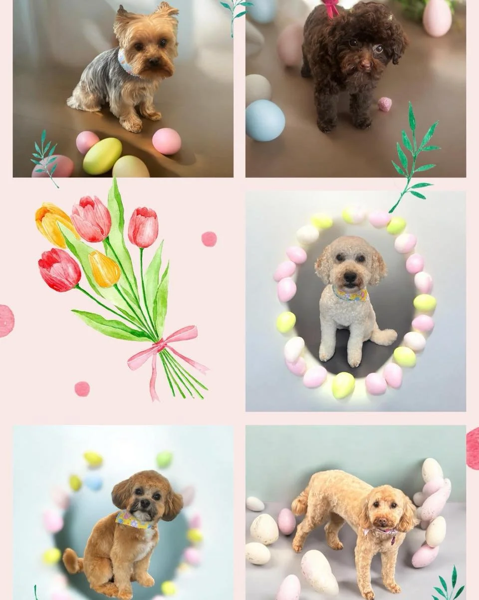 Happy Easter weekend! 🐣🐰🌷🐾