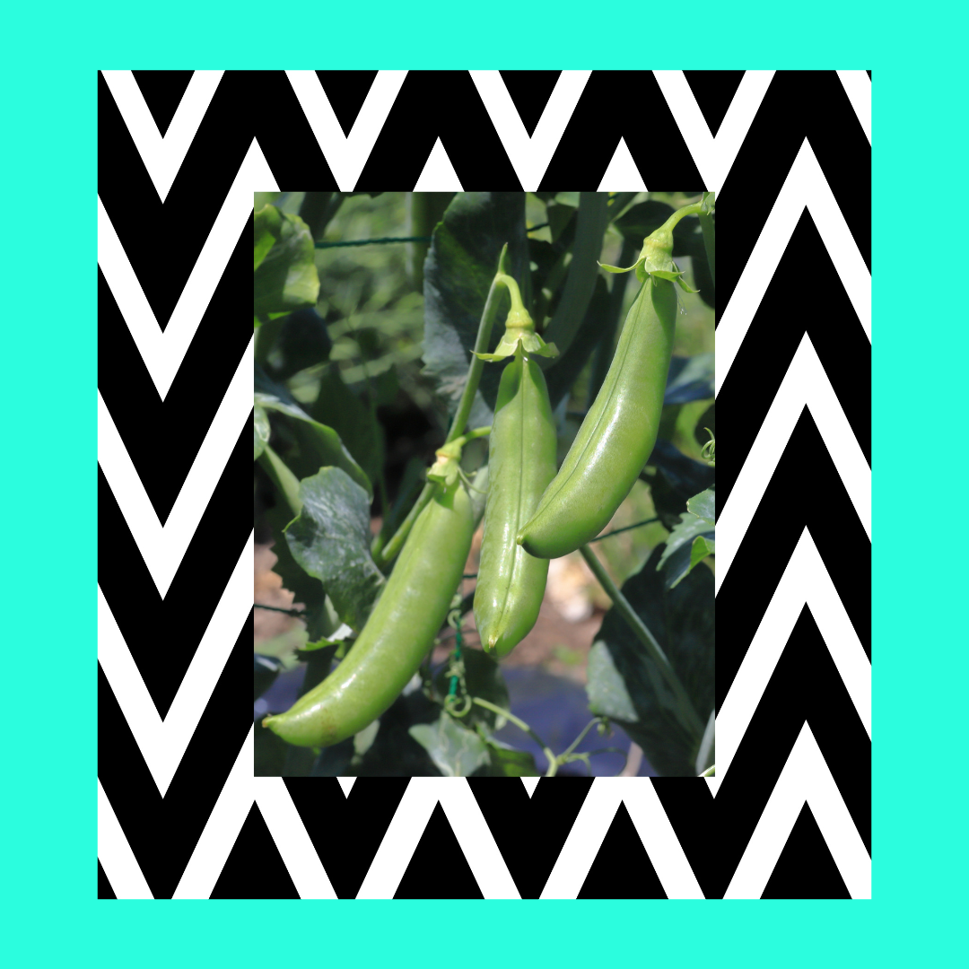 snap peas