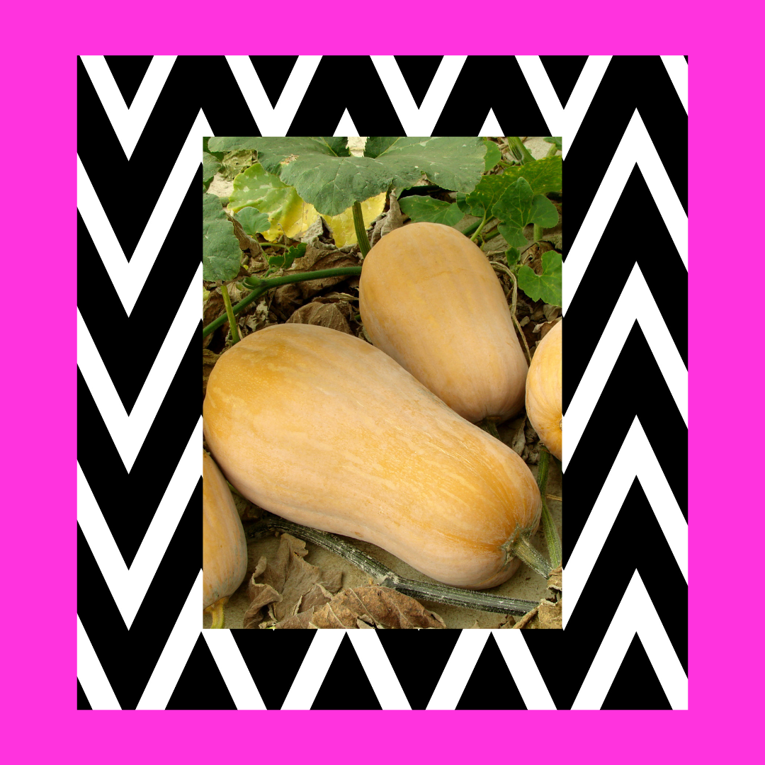 winter squash