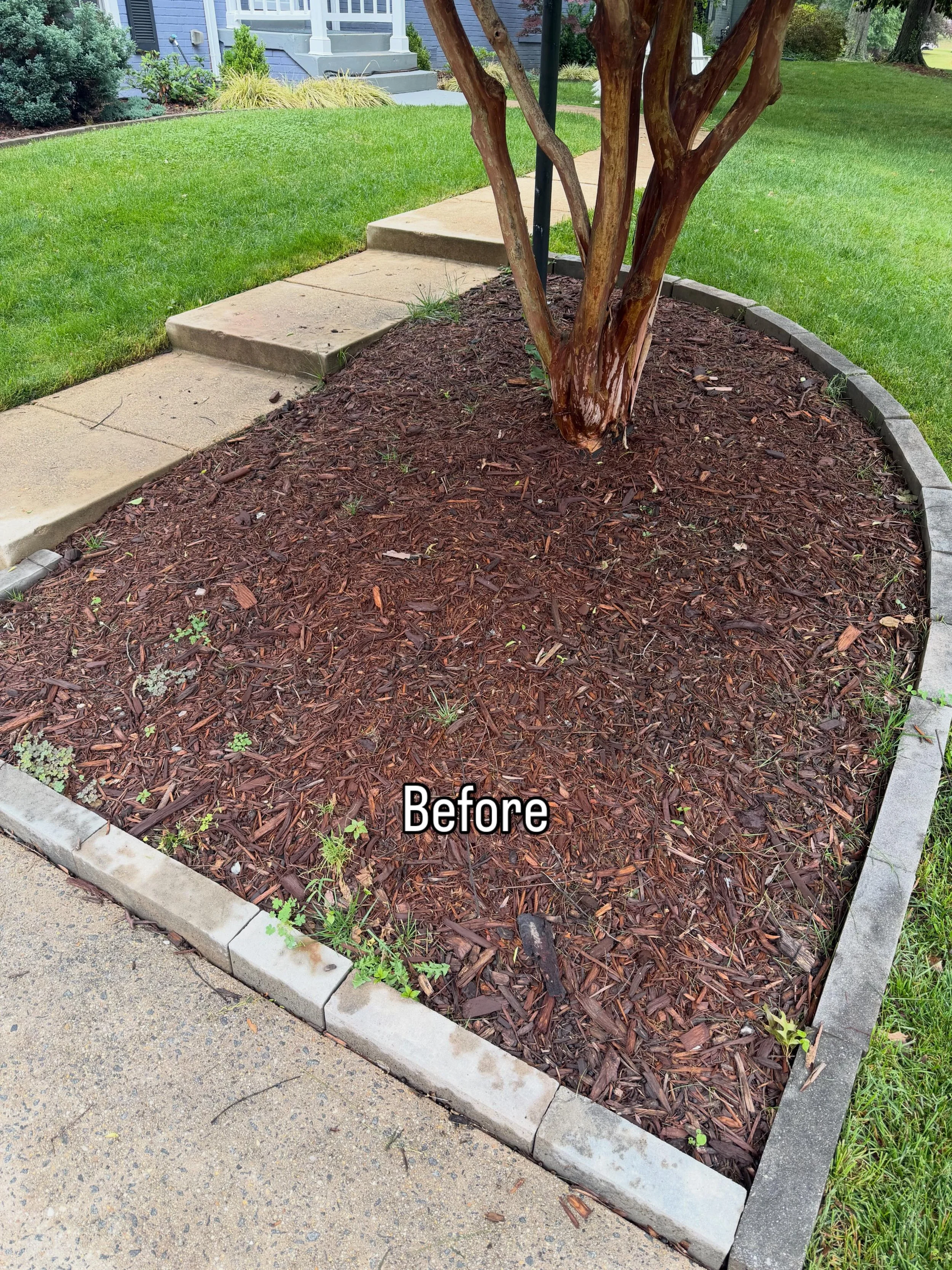 Defined mulch beds🏔️#landscaper #landscaping #mulch #business #beforeandafter