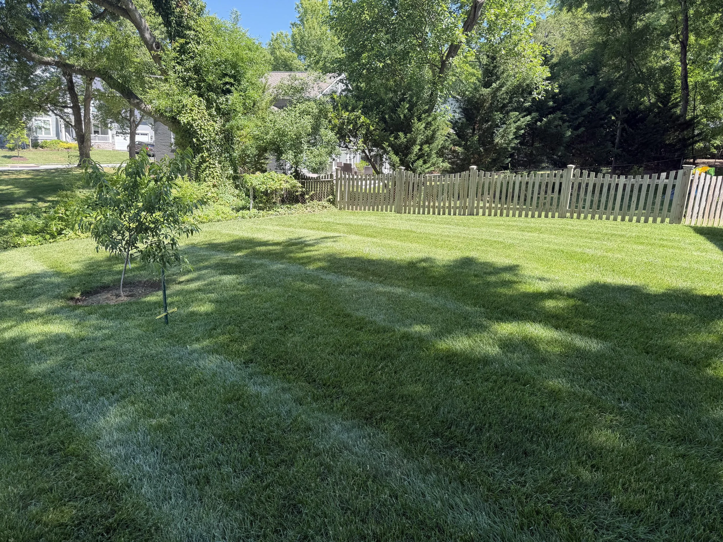 grass.jpg