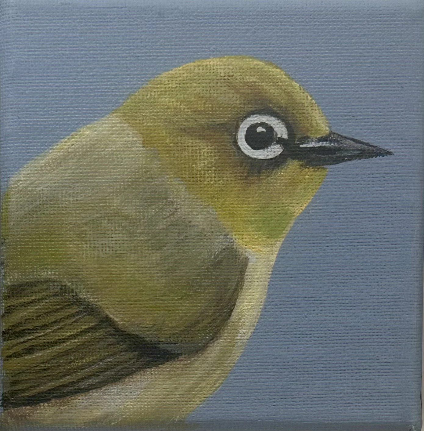 'New Holland Honeyeater' by Julie Puchalski