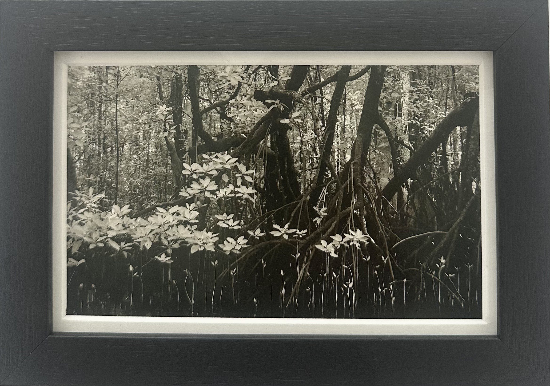 'Mangrove' by Danielle Edwards