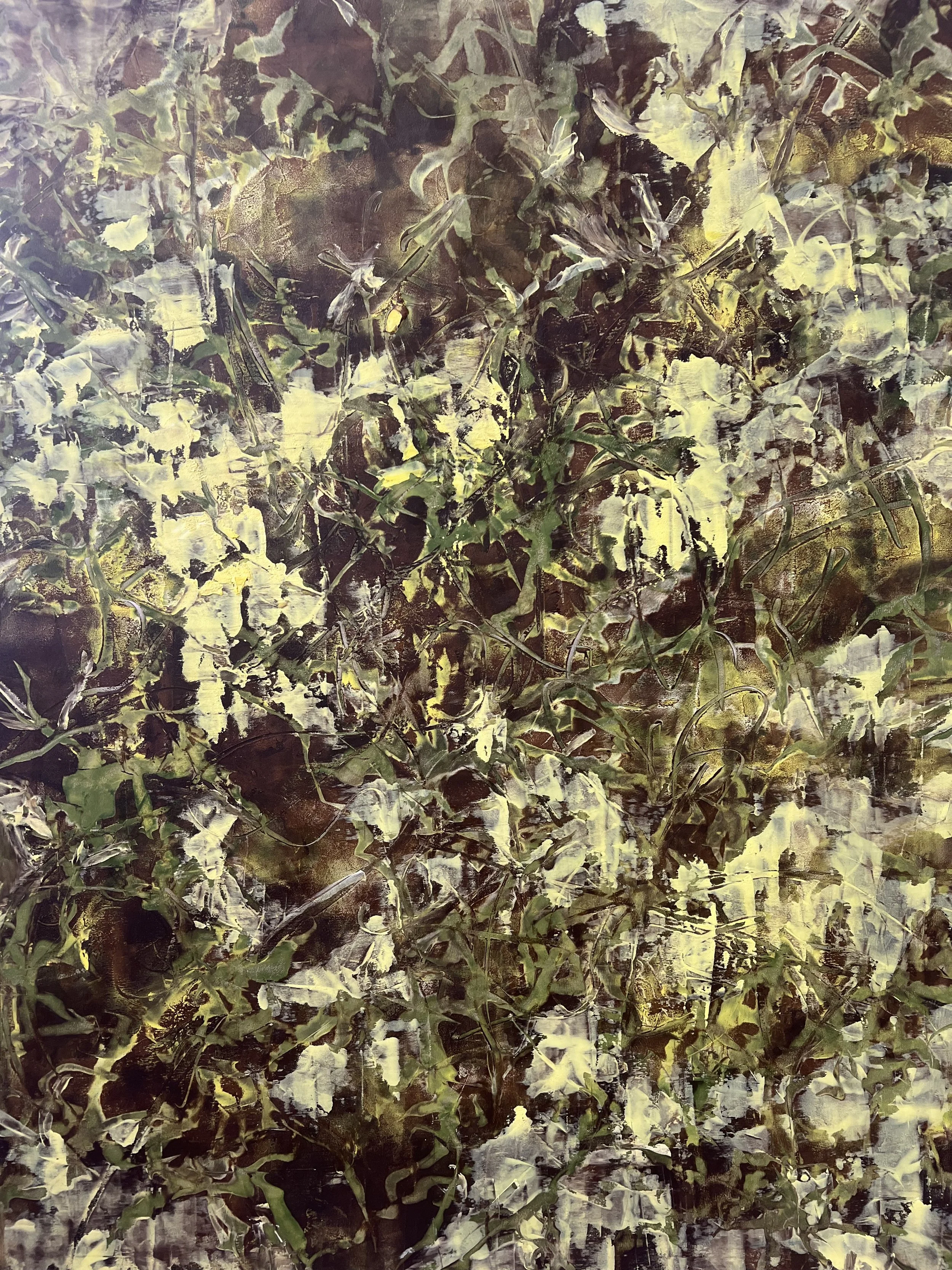FionnaMadigan_09EveningWattle_Sep2025.jpeg
