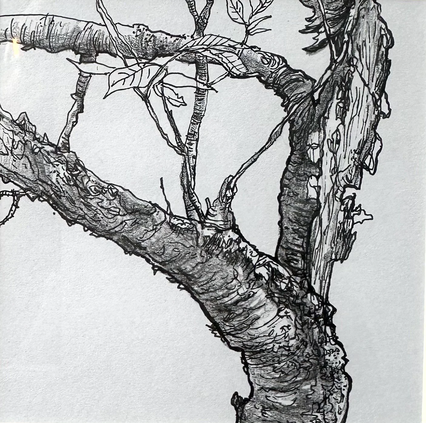 'Resilience, Cherry Blossom Tree' by Joanne Cheon