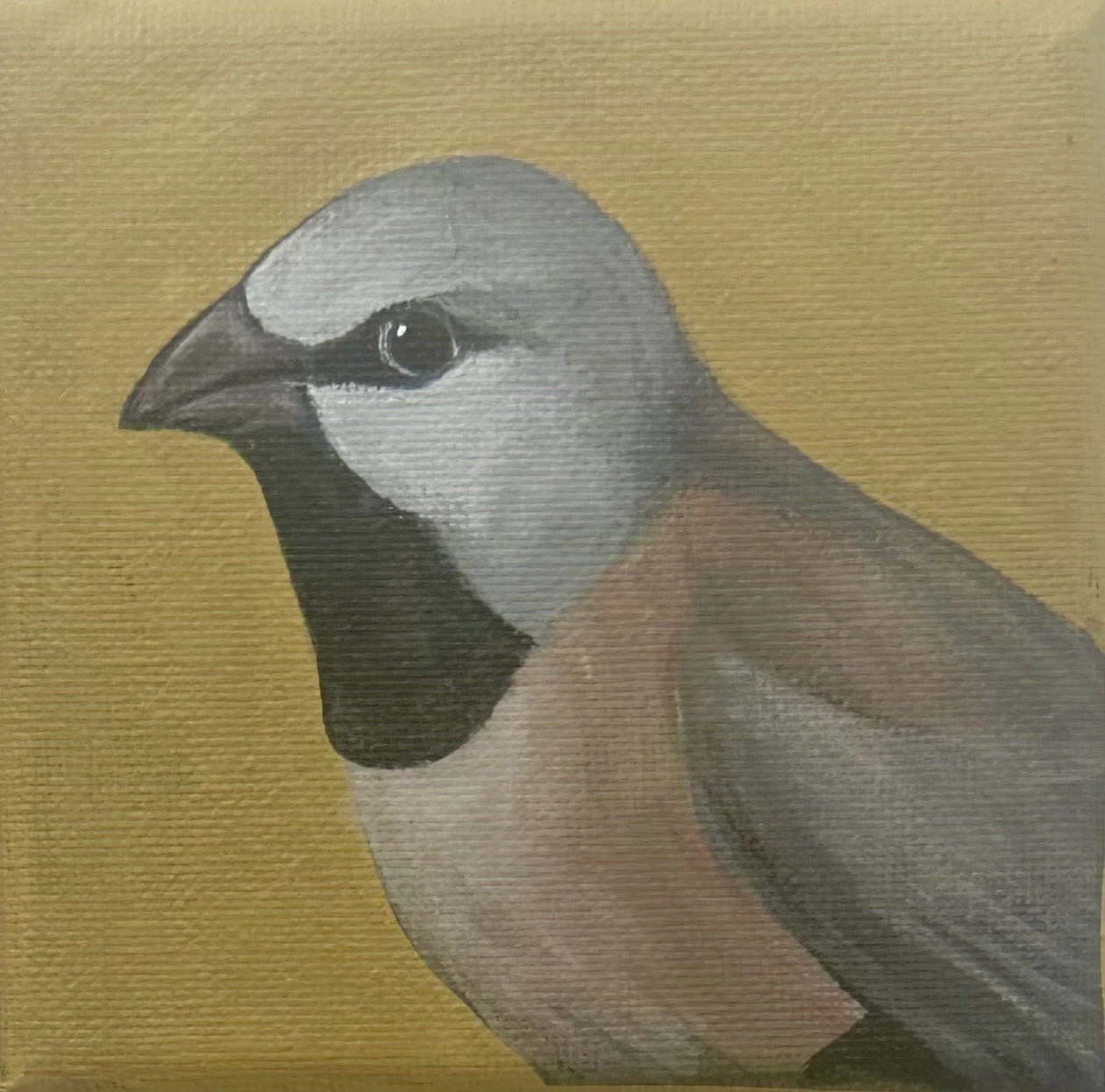 'Black Throated Finch' by Julie Puchalski