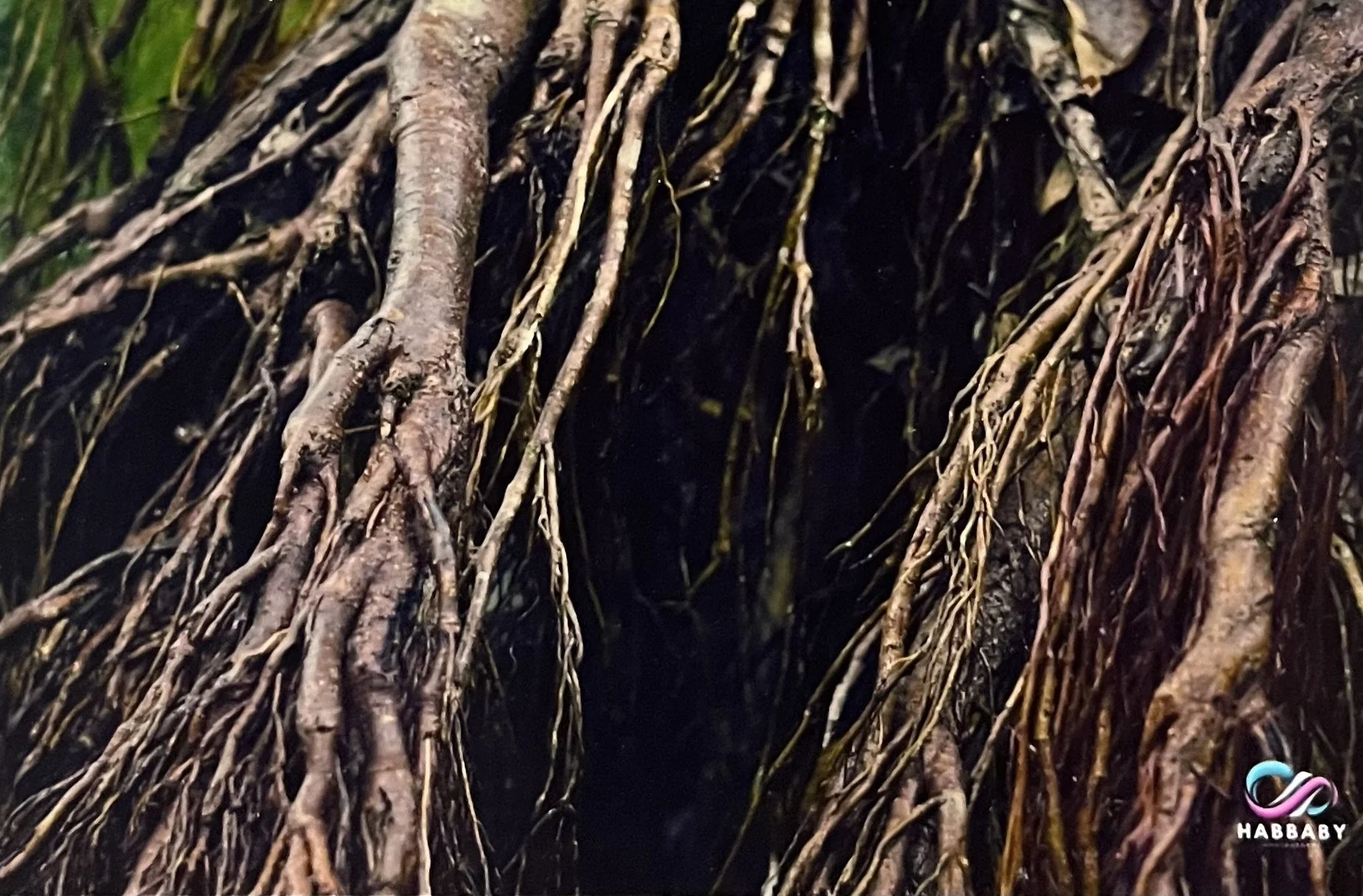 'Roots' by Marianela Gomez Habbaby
