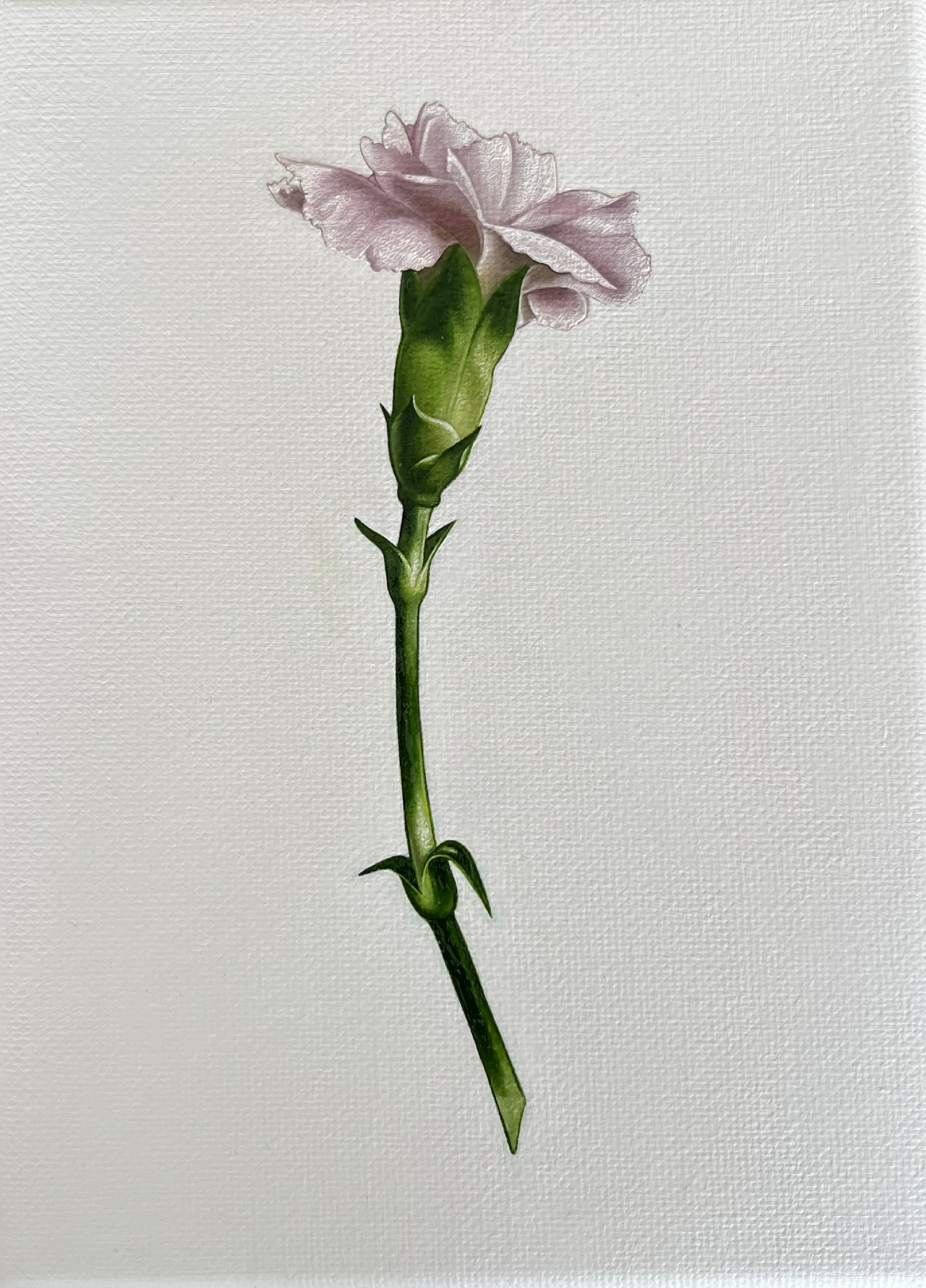 Carnation.png