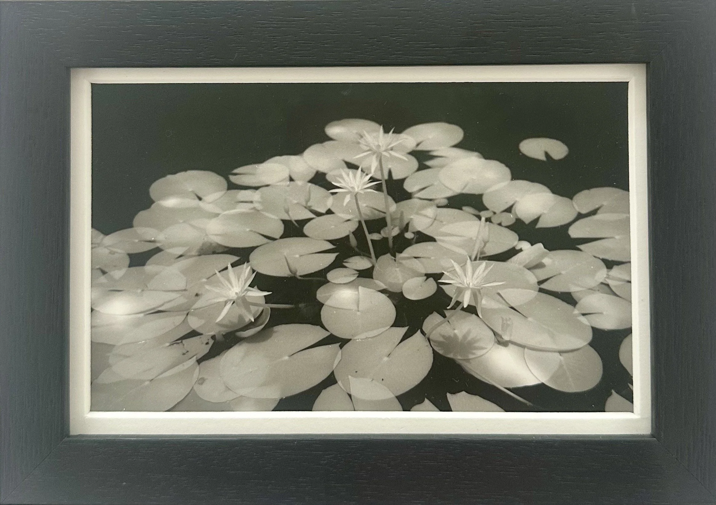 'Waterlillies' by Danielle Edwards