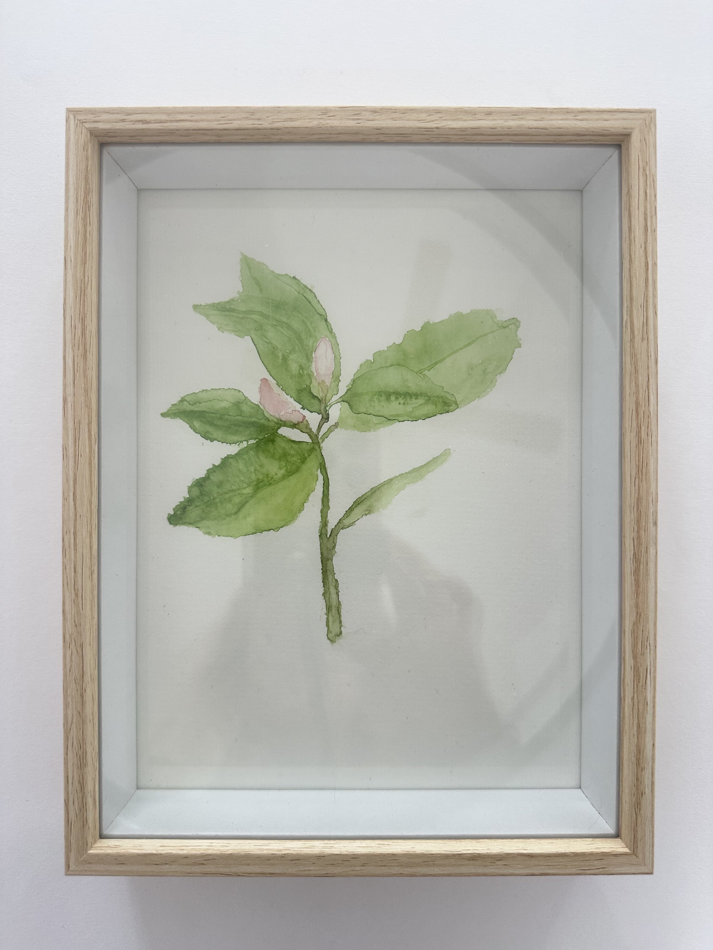 'New Bloom' by Caroline Blackshaw