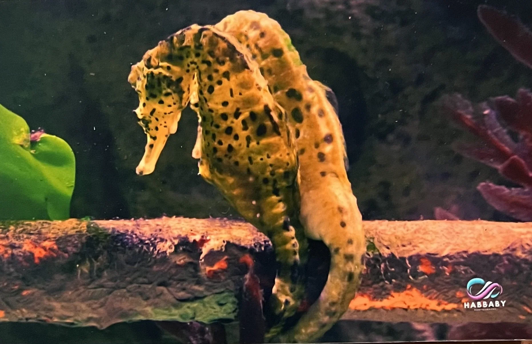 'Love Under the Water' by Marianela Gomez Habbaby