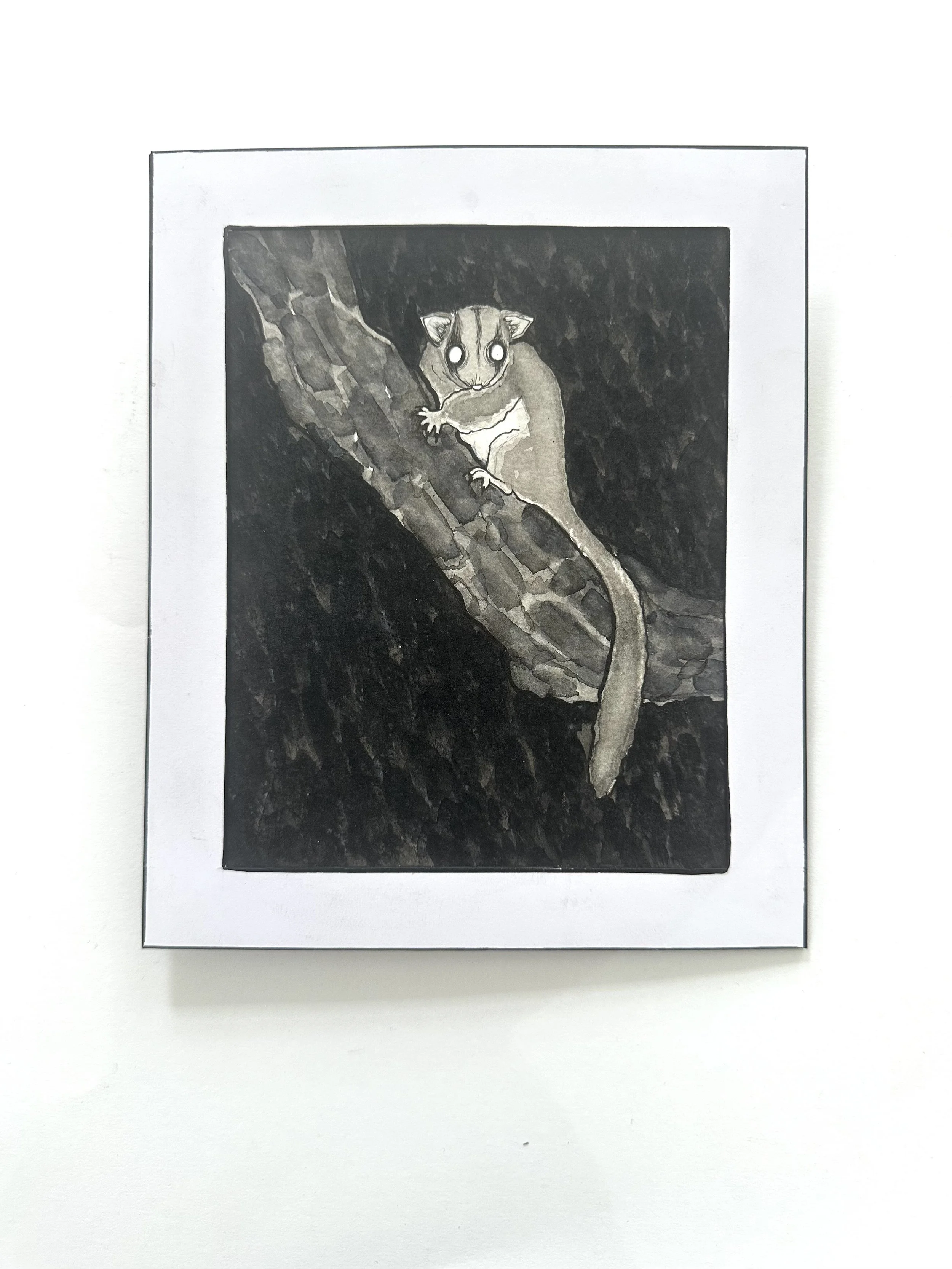 'Leadbeater's Possum' by Heather MacDonald