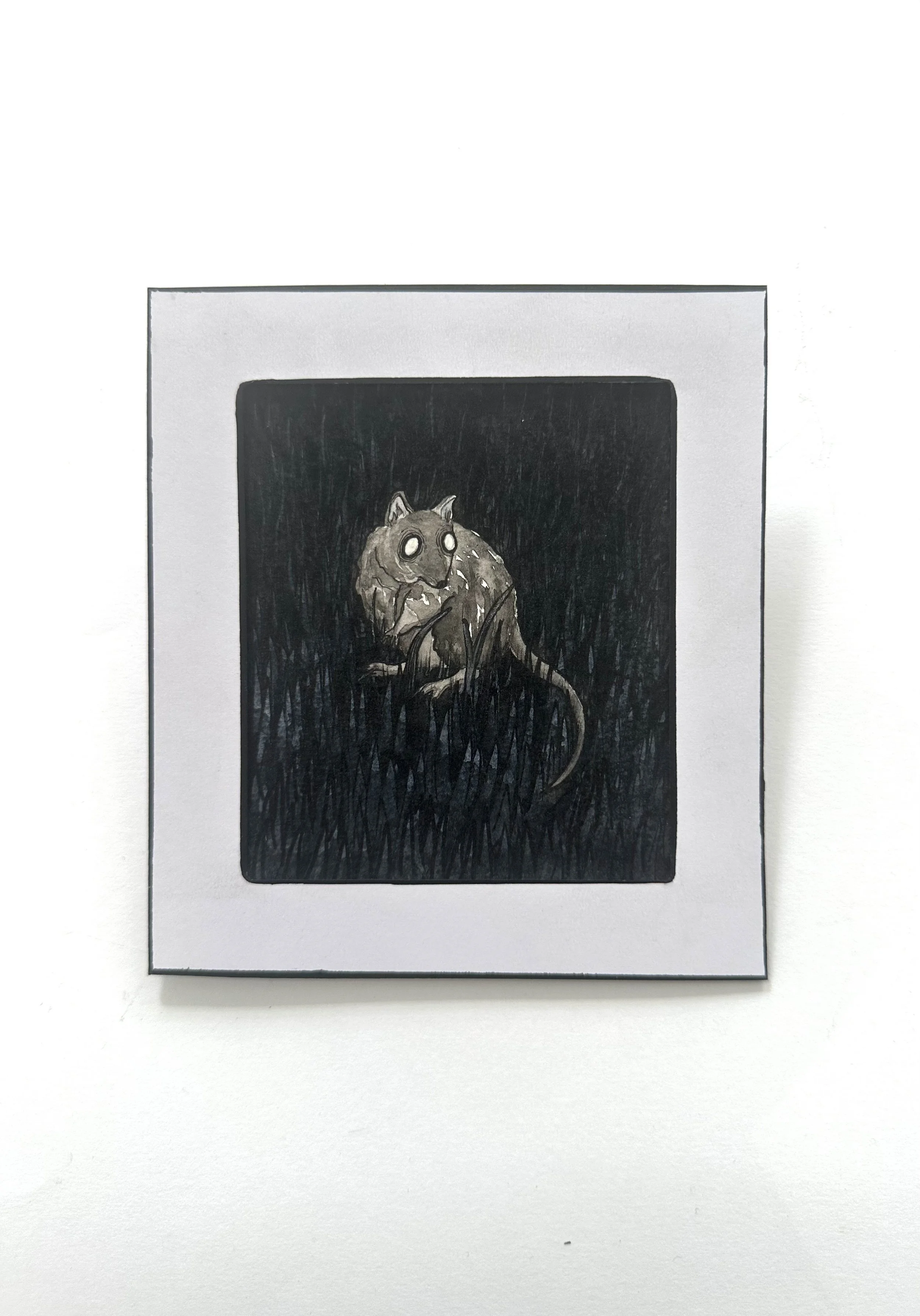 'Gilbert's Potoroo' by Heather MacDonald