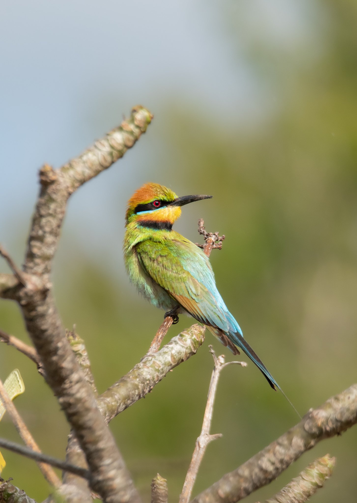 Rainbow Bee Eater