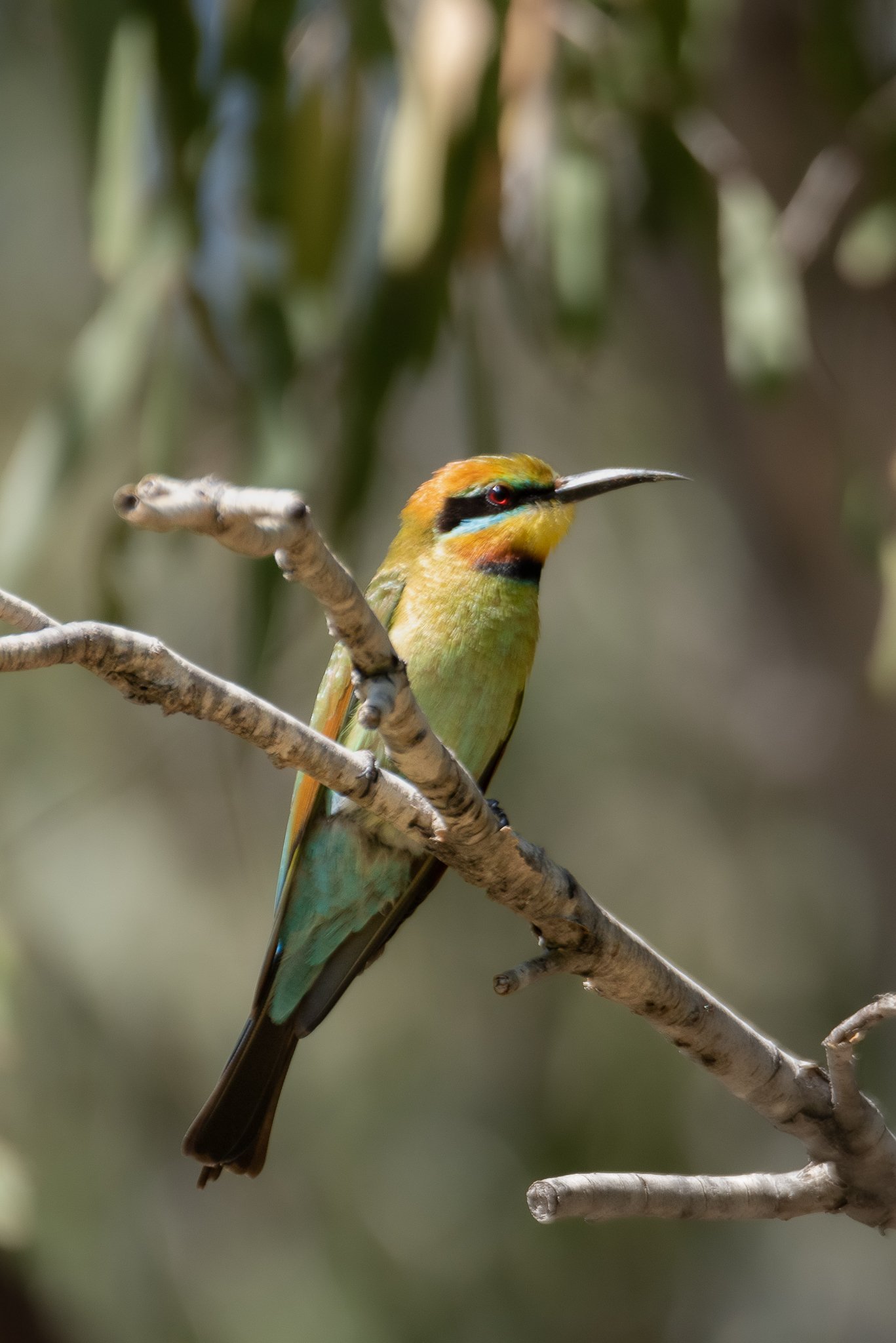 Rainbow Bee Eater