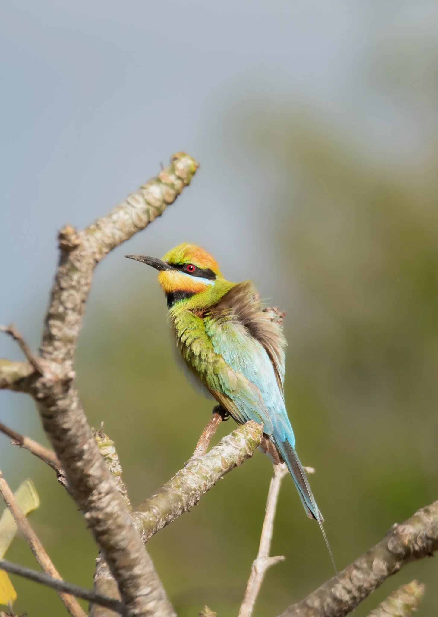 Rainbow Bee Eater