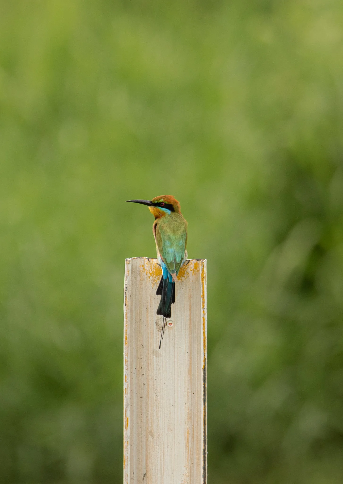 Rainbow Bee Eater
