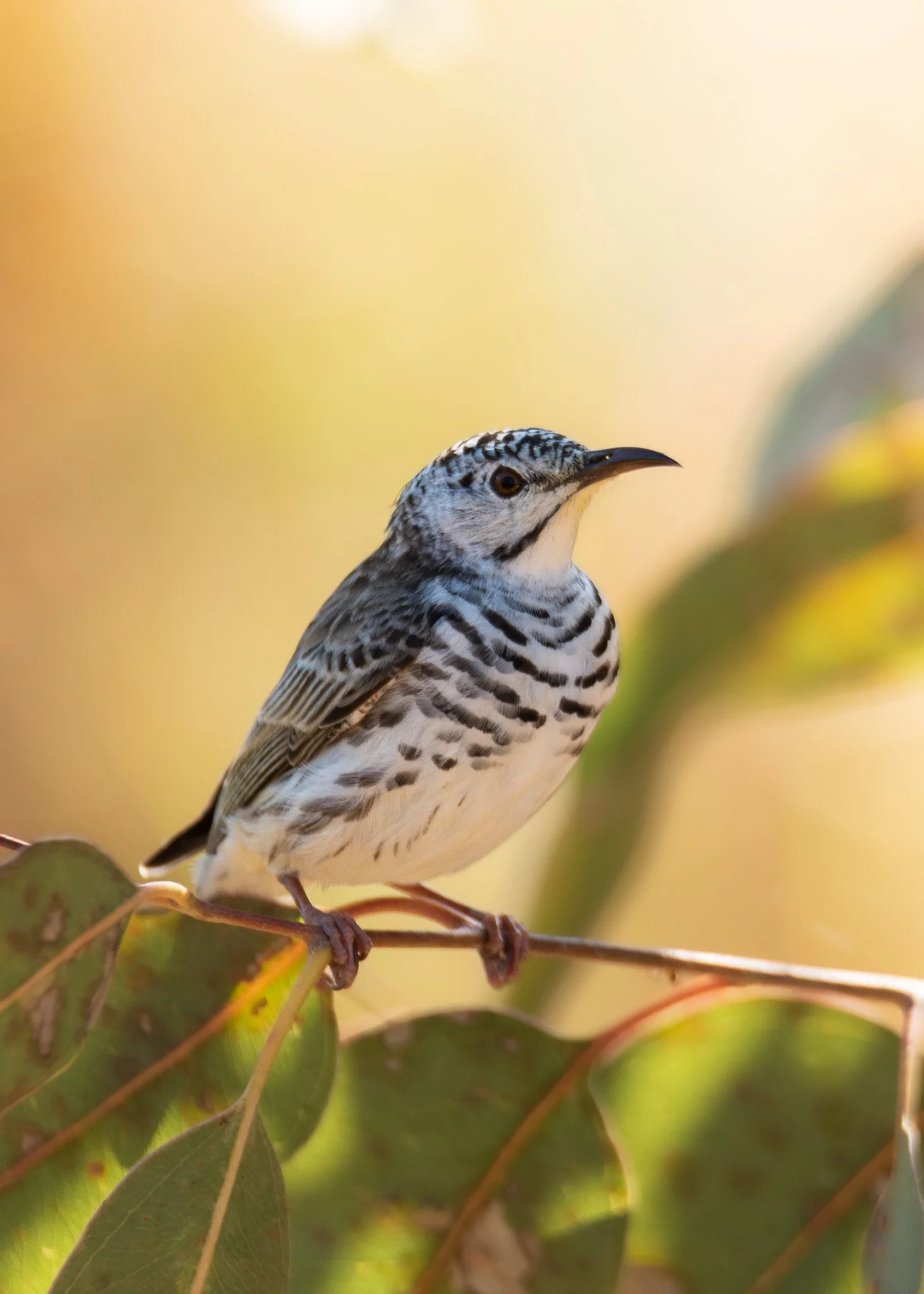 Bar Breasted Honeyeater